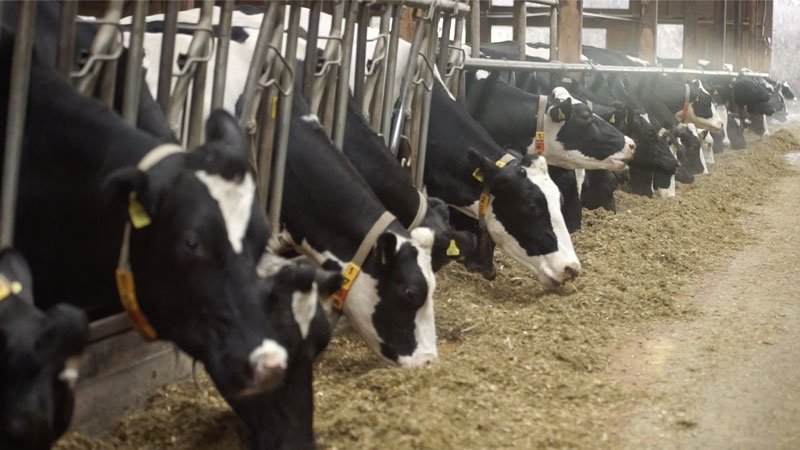 Cows turn 20,000 kilograms of feed into 10,000 kilograms of milk